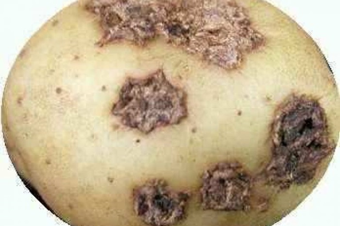 Засегнати картофени растения с признаци на мана и увяхване, причинени от гъбични инфекции, с пожълтели и увехнали листа.2